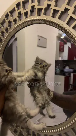 1-3 months Female Purebred Persian