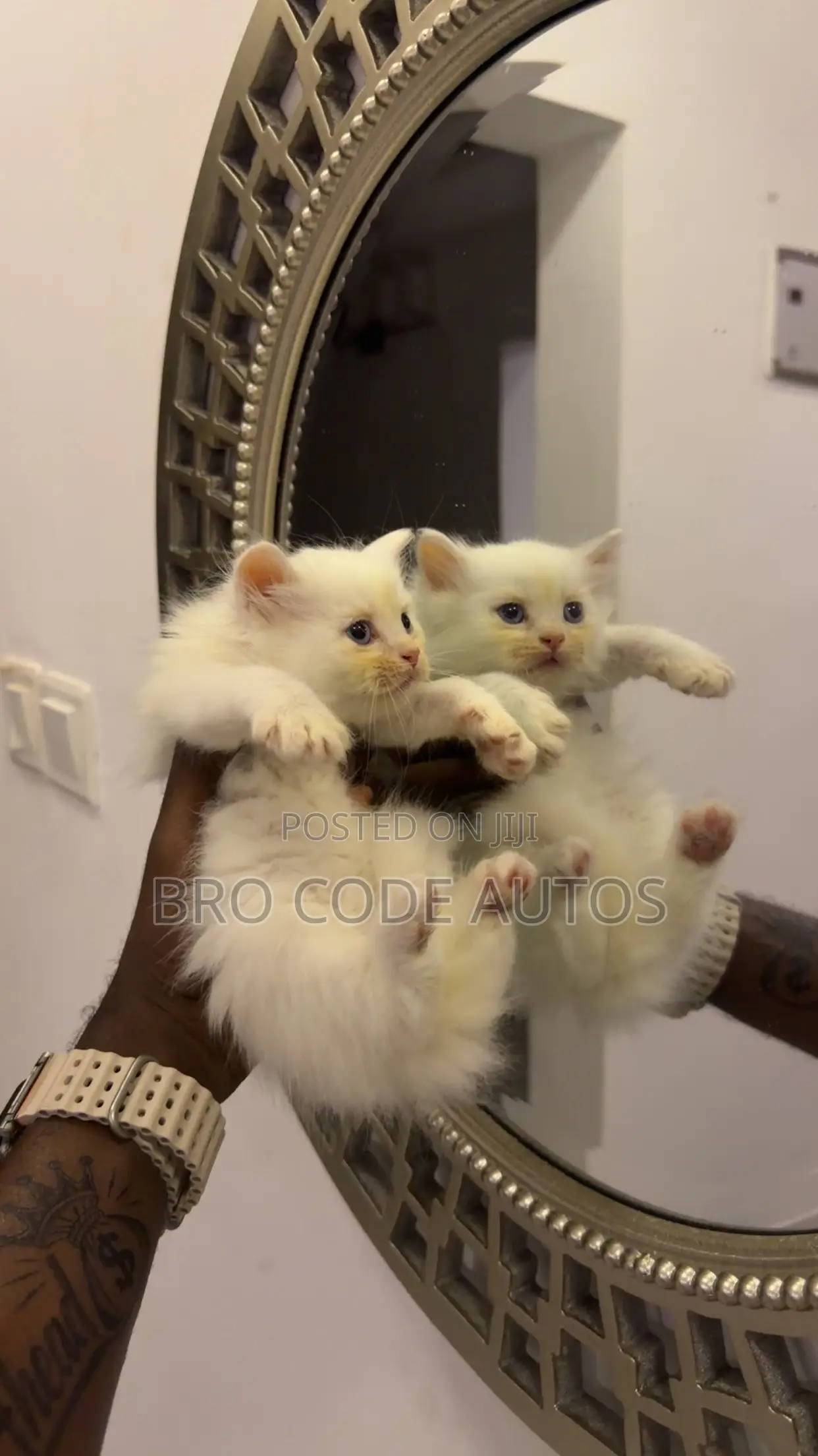 1-3 months Female Purebred Persian