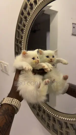 1-3 months Female Purebred Persian