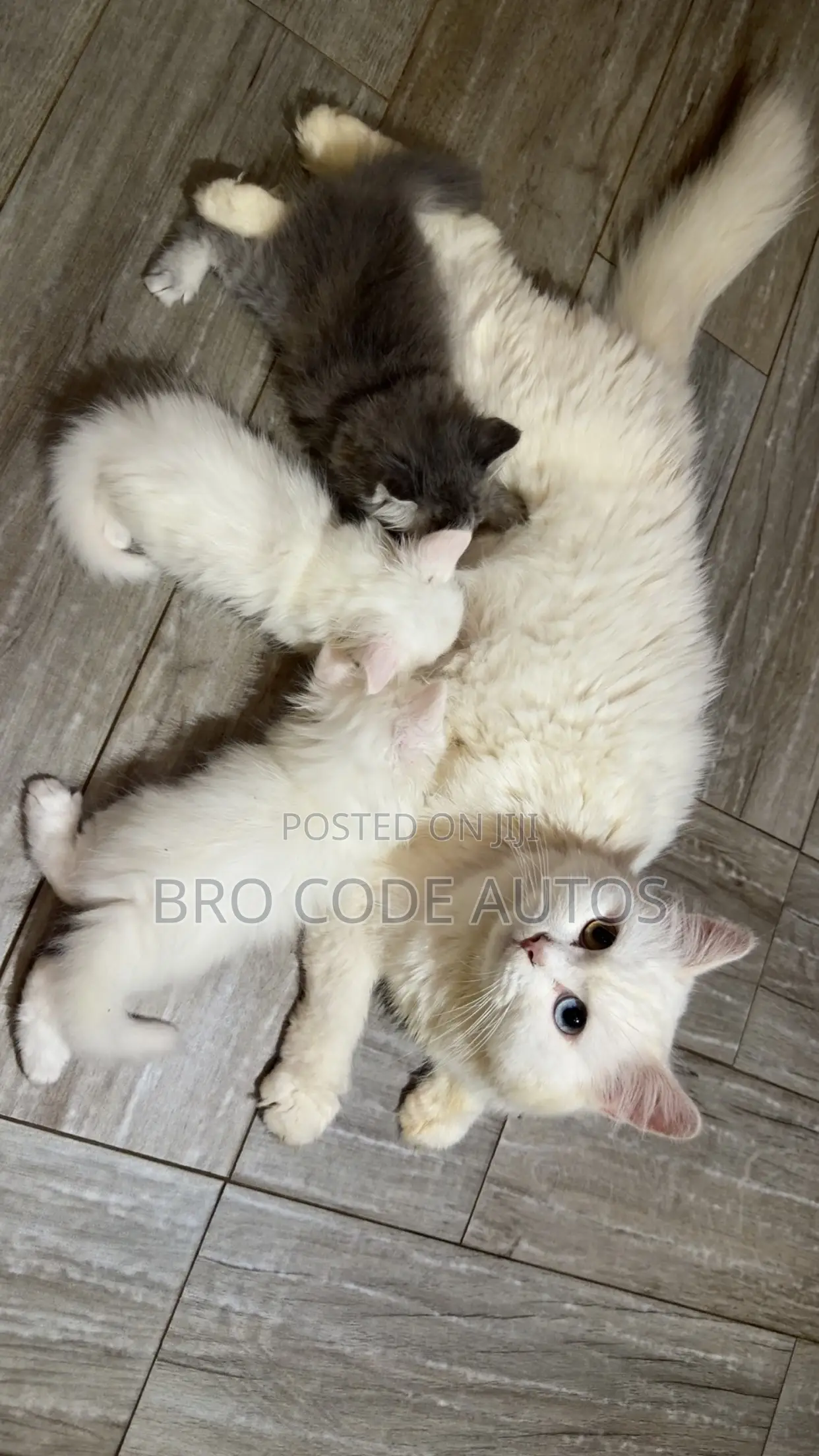 1-3 months Female Purebred Persian