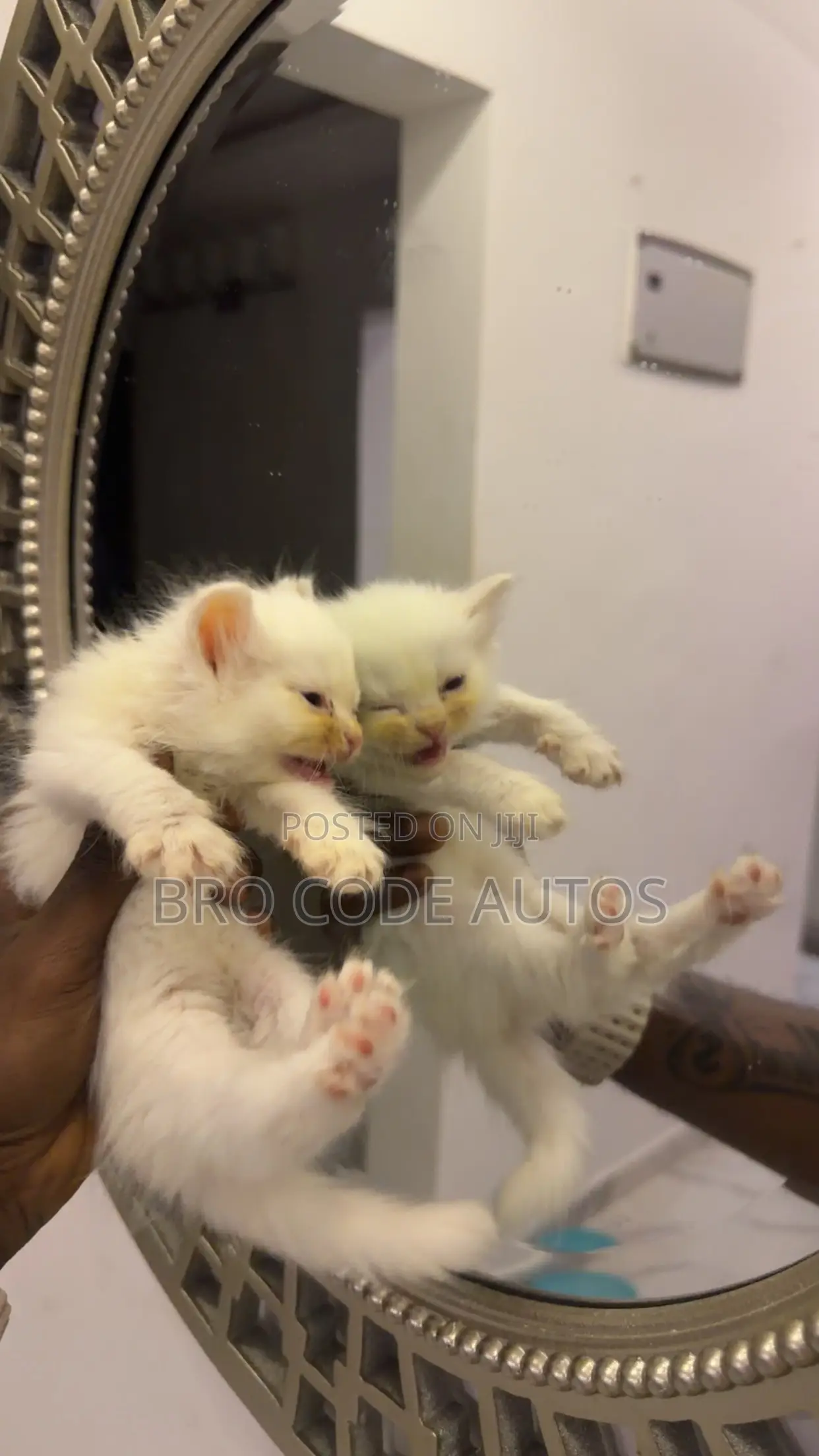 1-3 months Female Purebred Persian