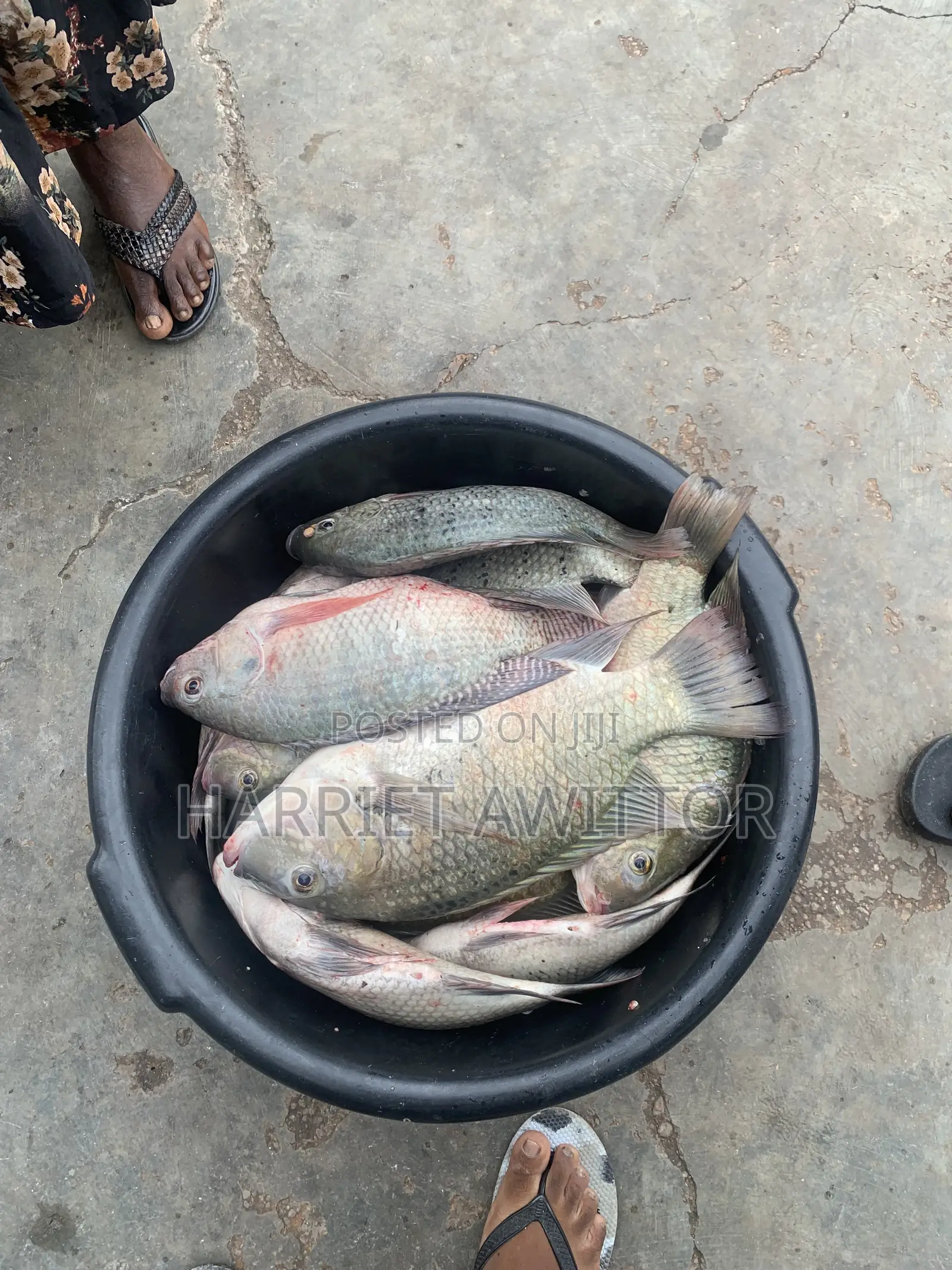 Fresh Tilapia Fish for Sale – Fresh, Tasty & Affordable!
