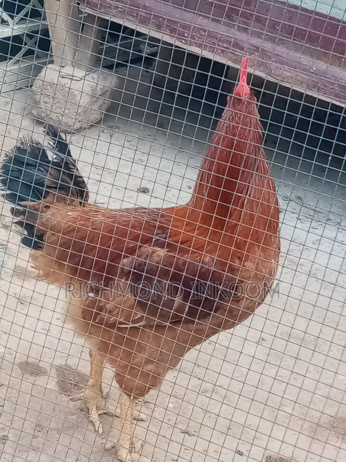 Emmanuel Farms