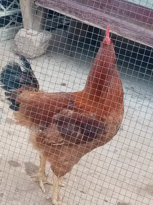 Emmanuel Farms