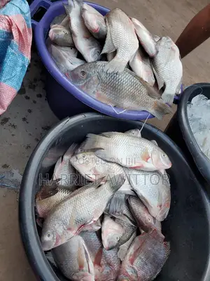 Fresh Tilapia Fish for Sale – Fresh, Tasty & Affordable!