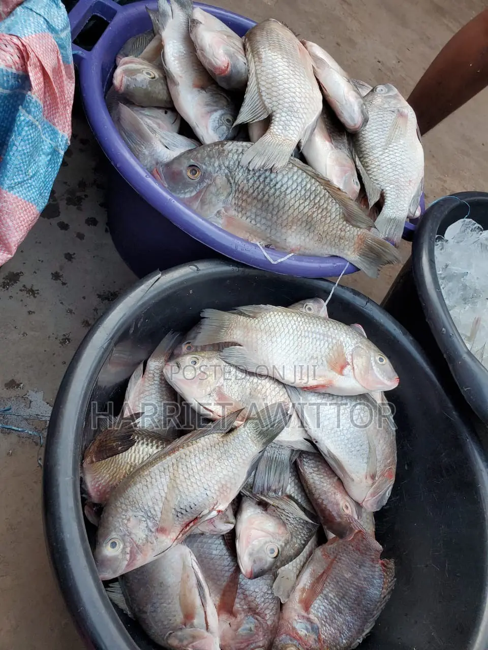Fresh Tilapia Fish for Sale – Fresh, Tasty & Affordable!