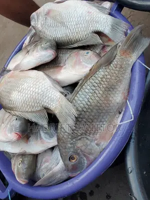 Fresh Tilapia Fish for Sale – Fresh, Tasty & Affordable!