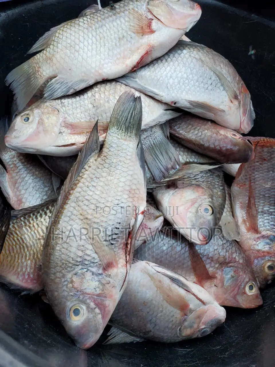 Fresh Tilapia Fish for Sale – Fresh, Tasty & Affordable!