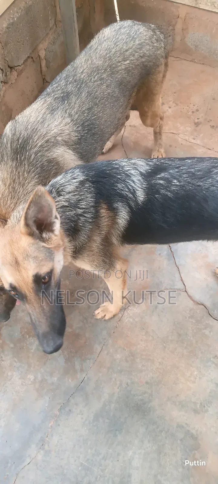 6-12 months Female Purebred German Shepherd