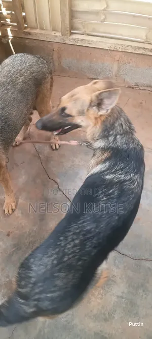 6-12 months Female Purebred German Shepherd