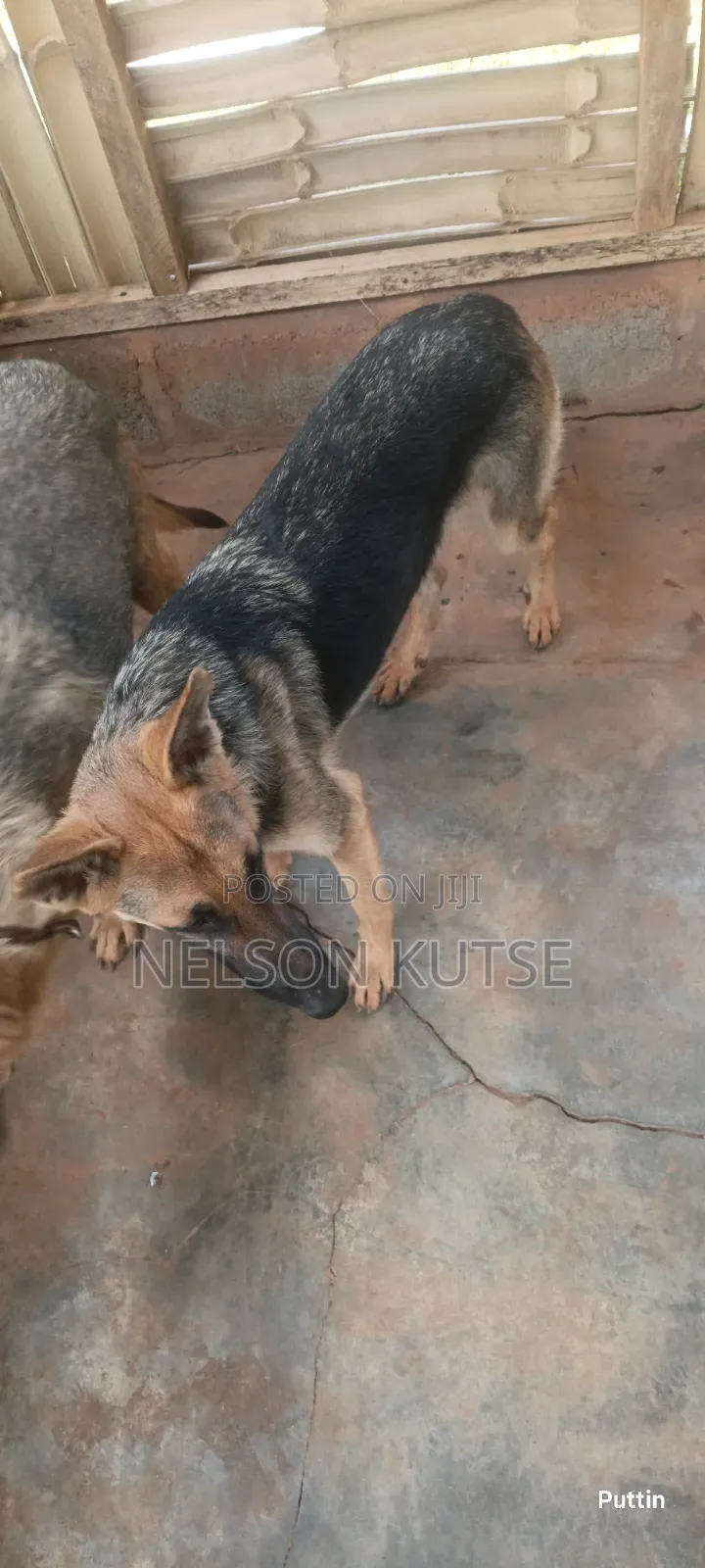 6-12 months Female Purebred German Shepherd