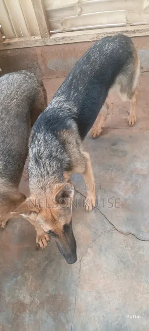 6-12 months Female Purebred German Shepherd