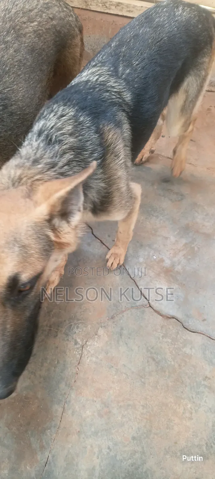 6-12 months Female Purebred German Shepherd