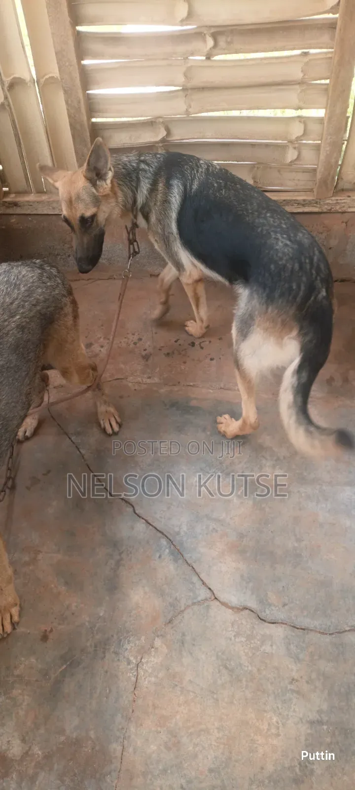 6-12 months Female Purebred German Shepherd