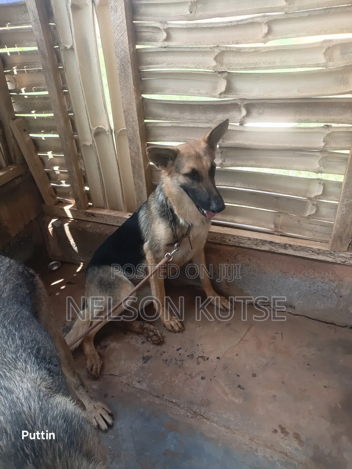 6-12 months Female Purebred German Shepherd