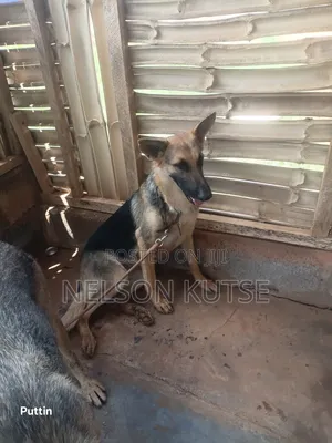 6-12 months Female Purebred German Shepherd