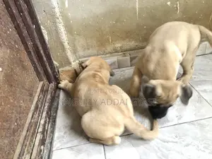 0-1 month Female Purebred Bullmastiff