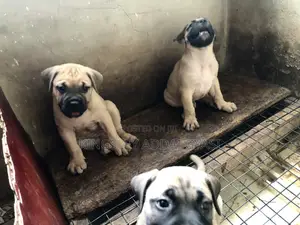 0-1 month Female Purebred Bullmastiff