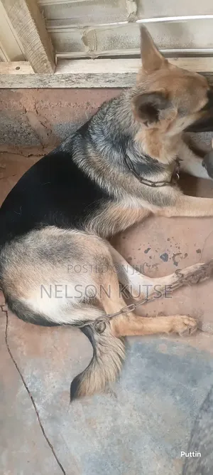 6-12 months Female Purebred German Shepherd