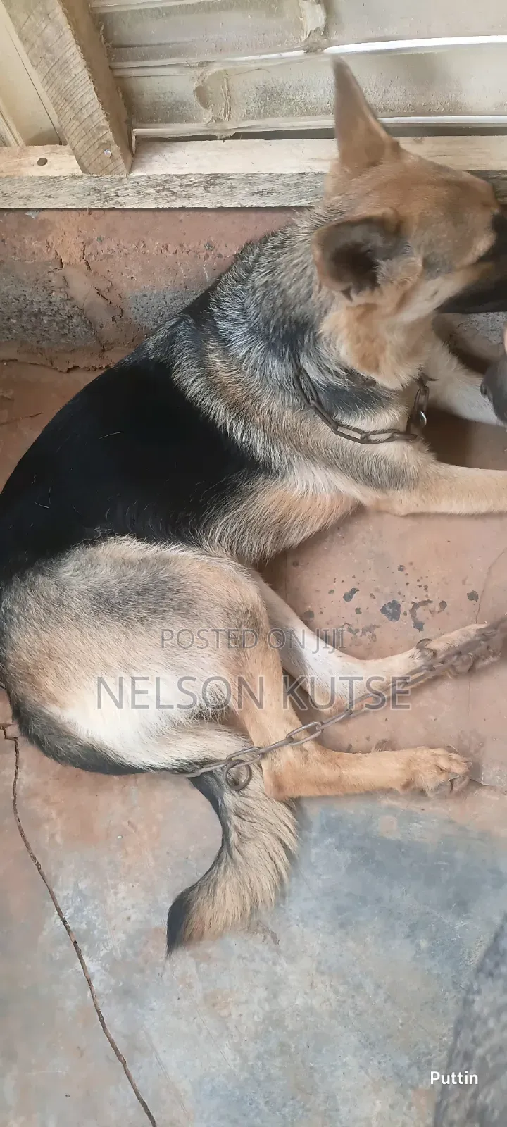 6-12 months Female Purebred German Shepherd