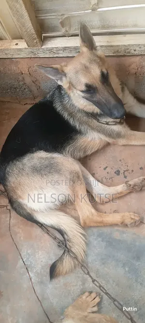 6-12 months Female Purebred German Shepherd