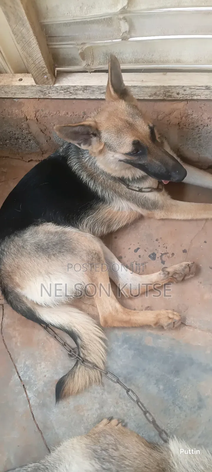 6-12 months Female Purebred German Shepherd