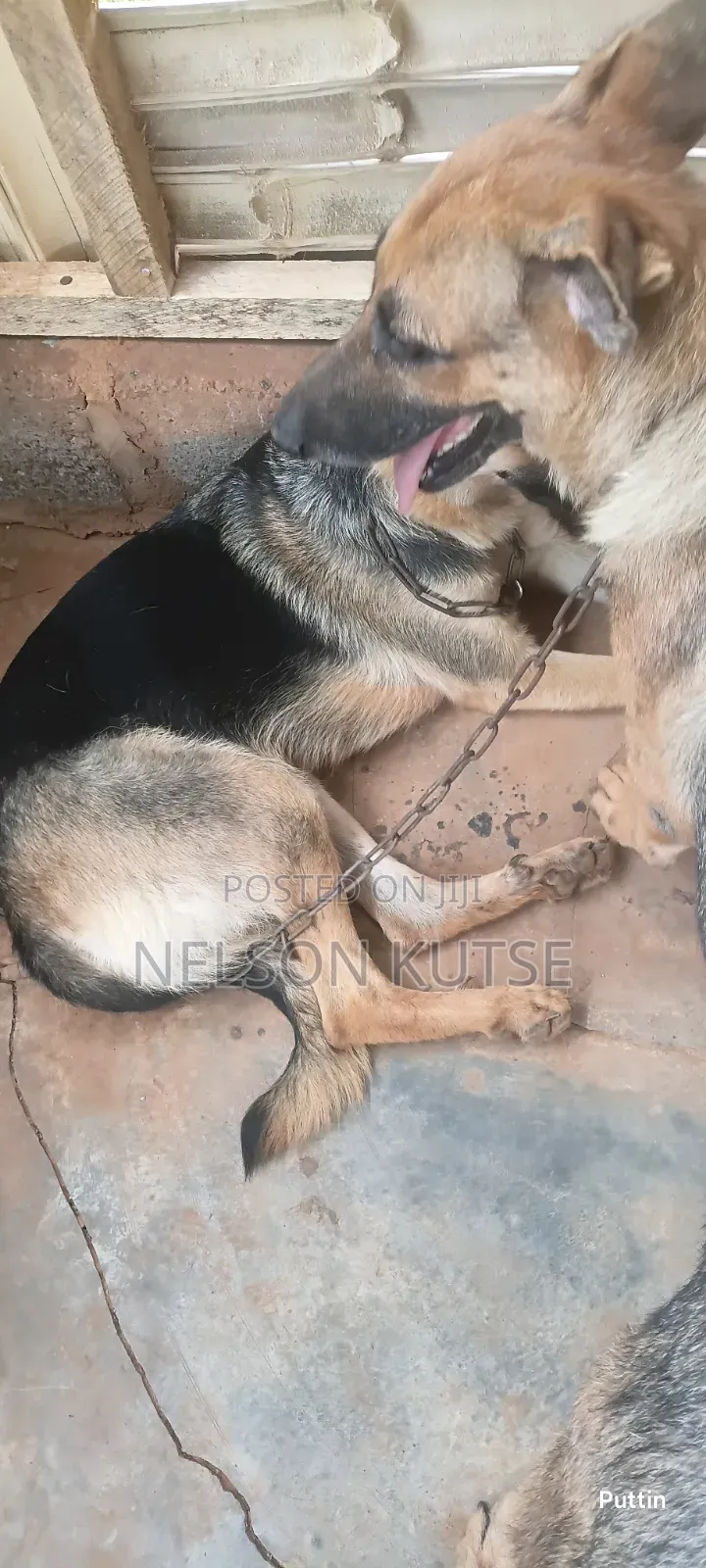 6-12 months Female Purebred German Shepherd