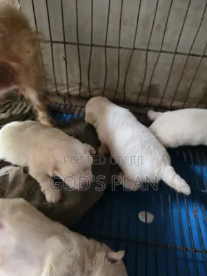 1-3 months Female Purebred Maltese