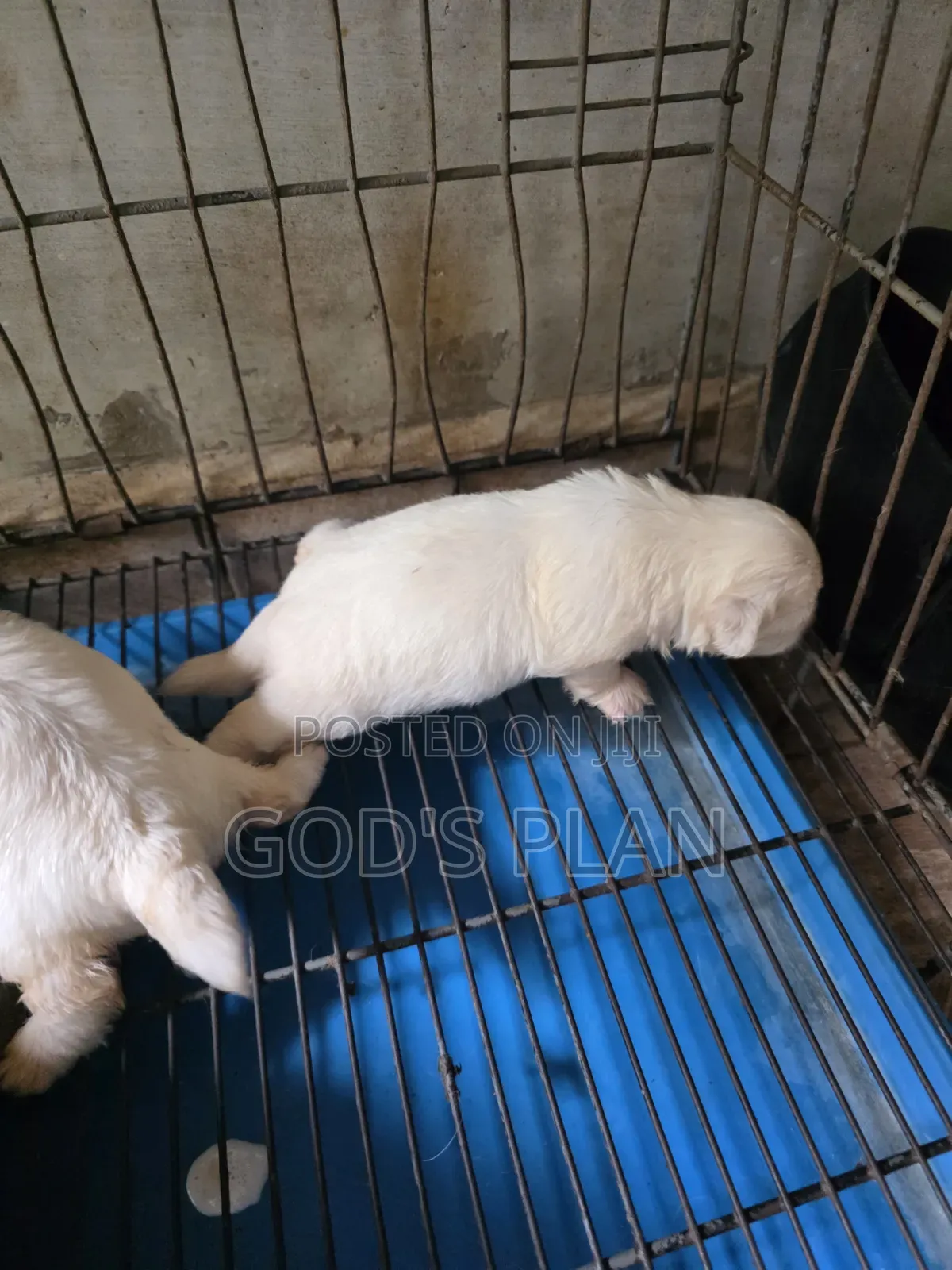 1-3 months Female Purebred Maltese