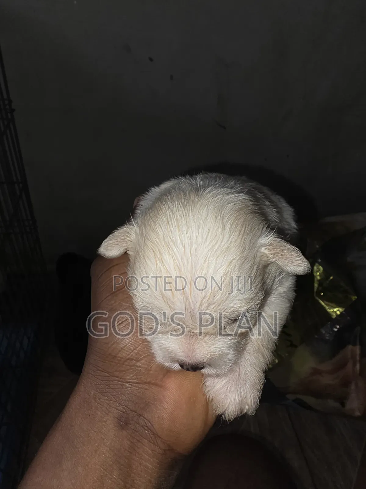 1-3 months Female Purebred Maltese