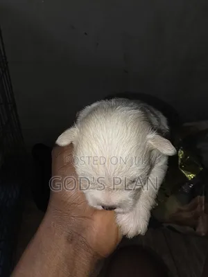 1-3 months Female Purebred Maltese