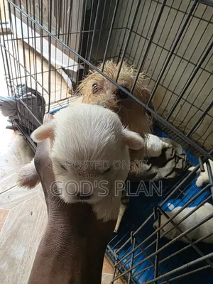 1-3 months Female Purebred Maltese