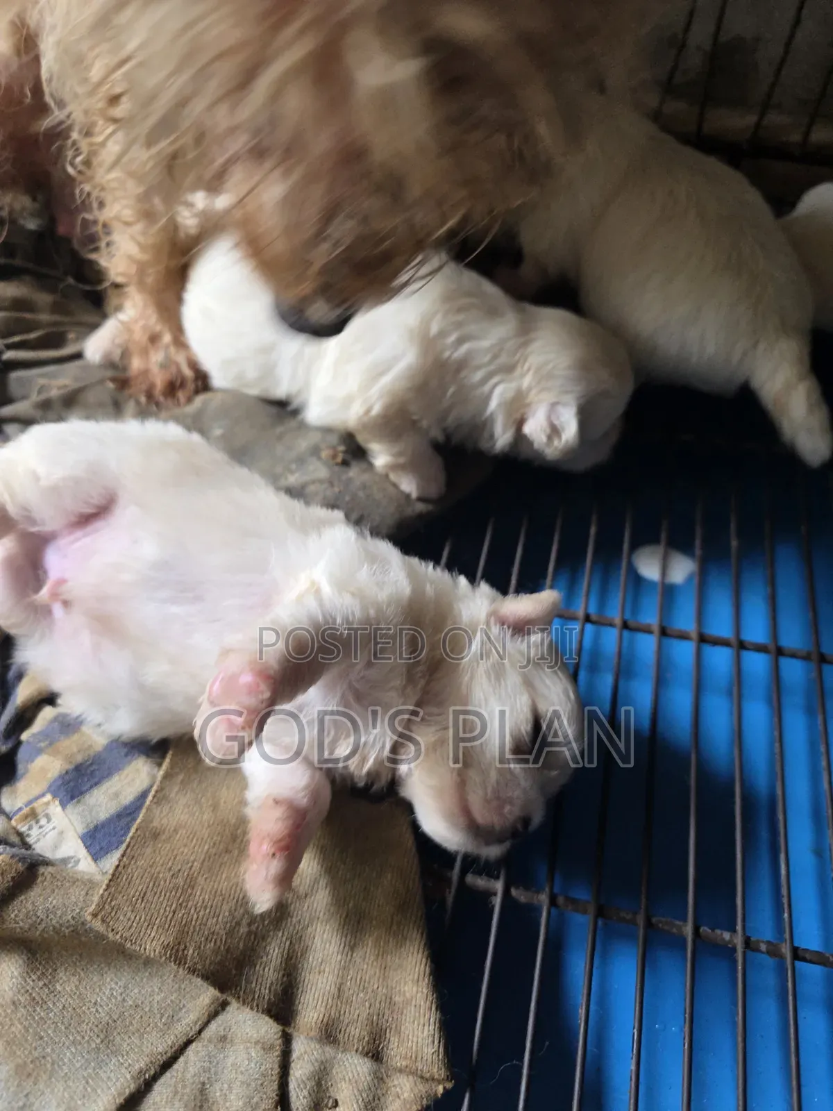 1-3 months Female Purebred Maltese