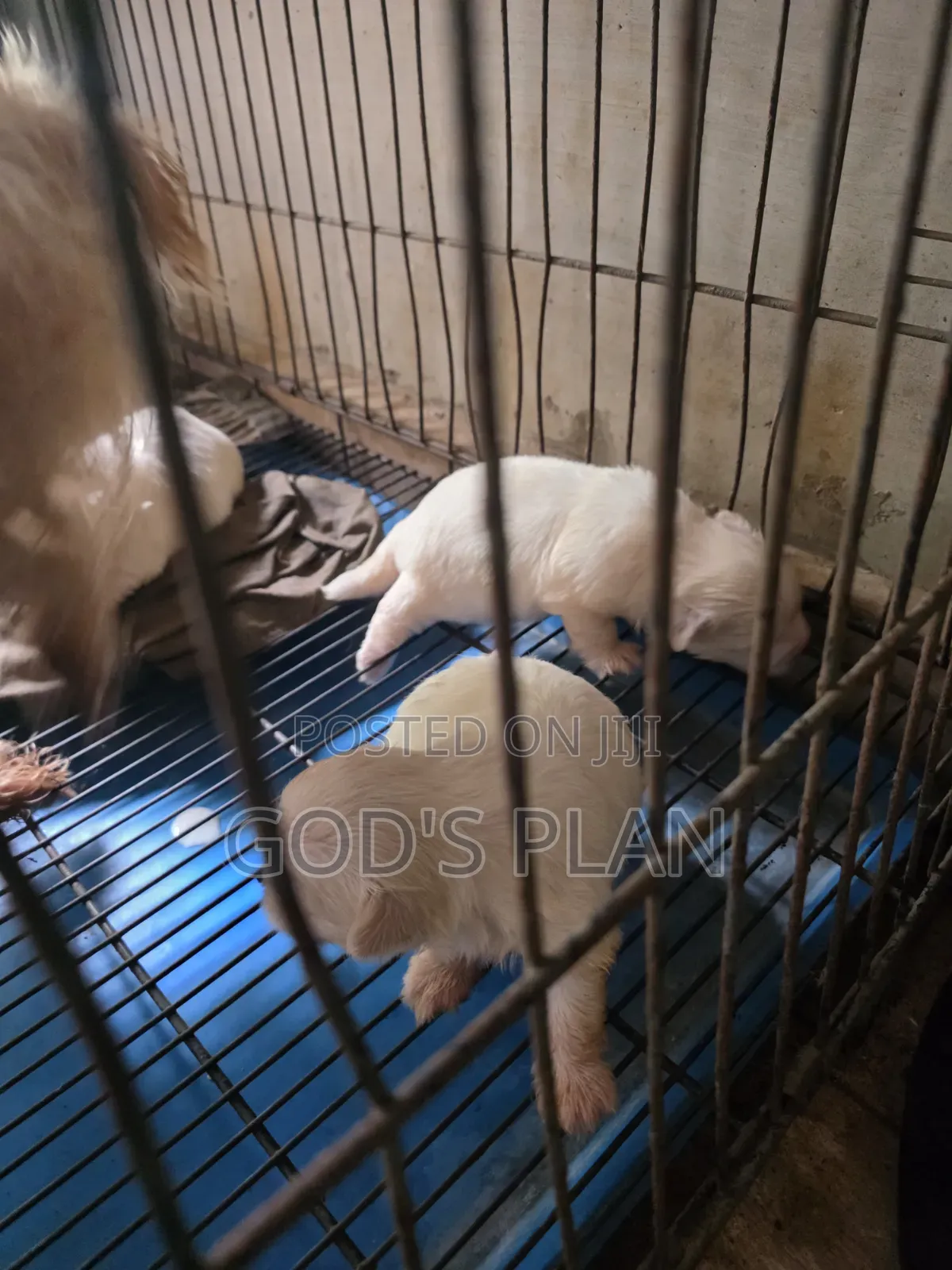 1-3 months Female Purebred Maltese