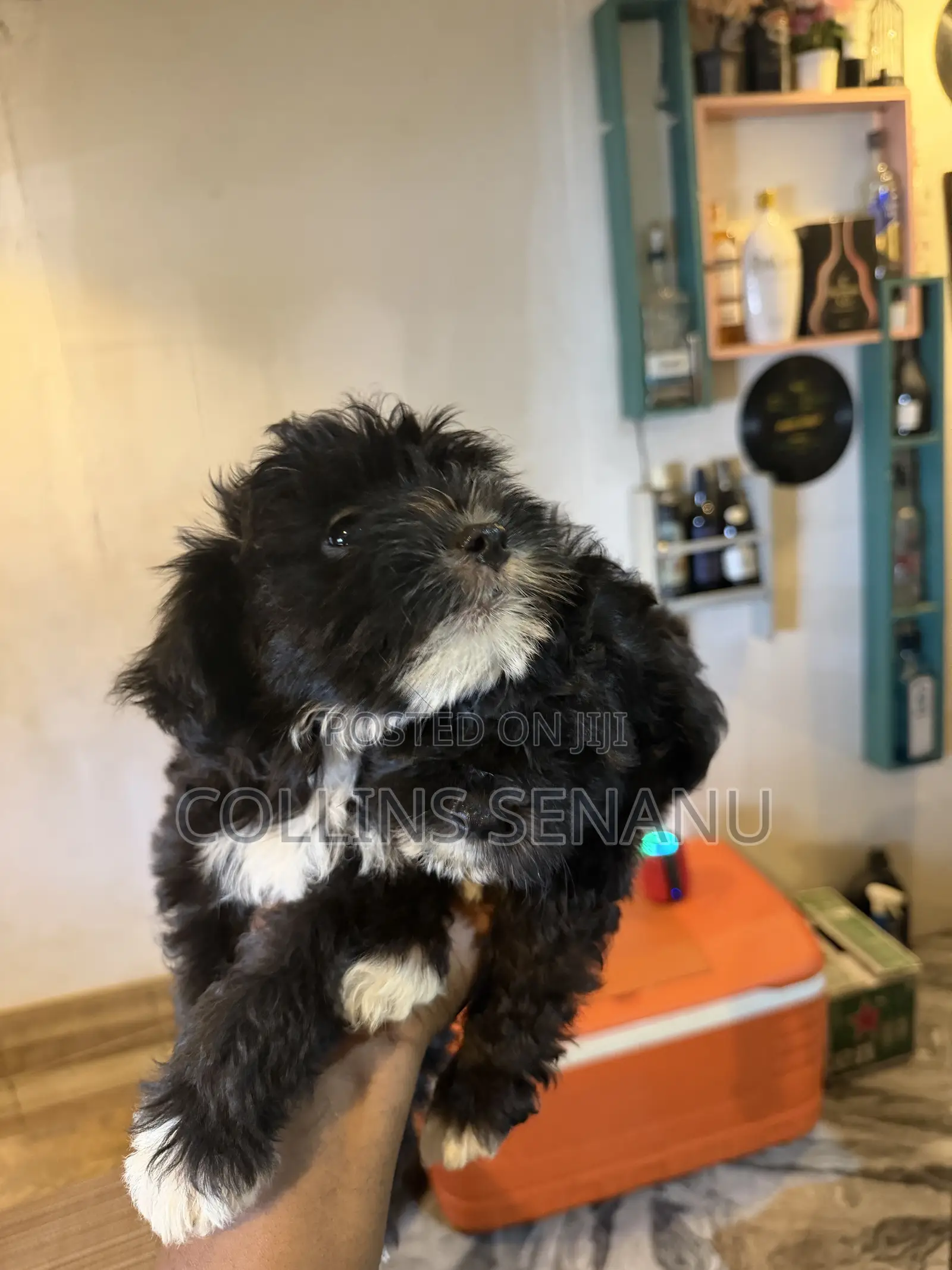 1-3 months Male Mixed Breed Poodle