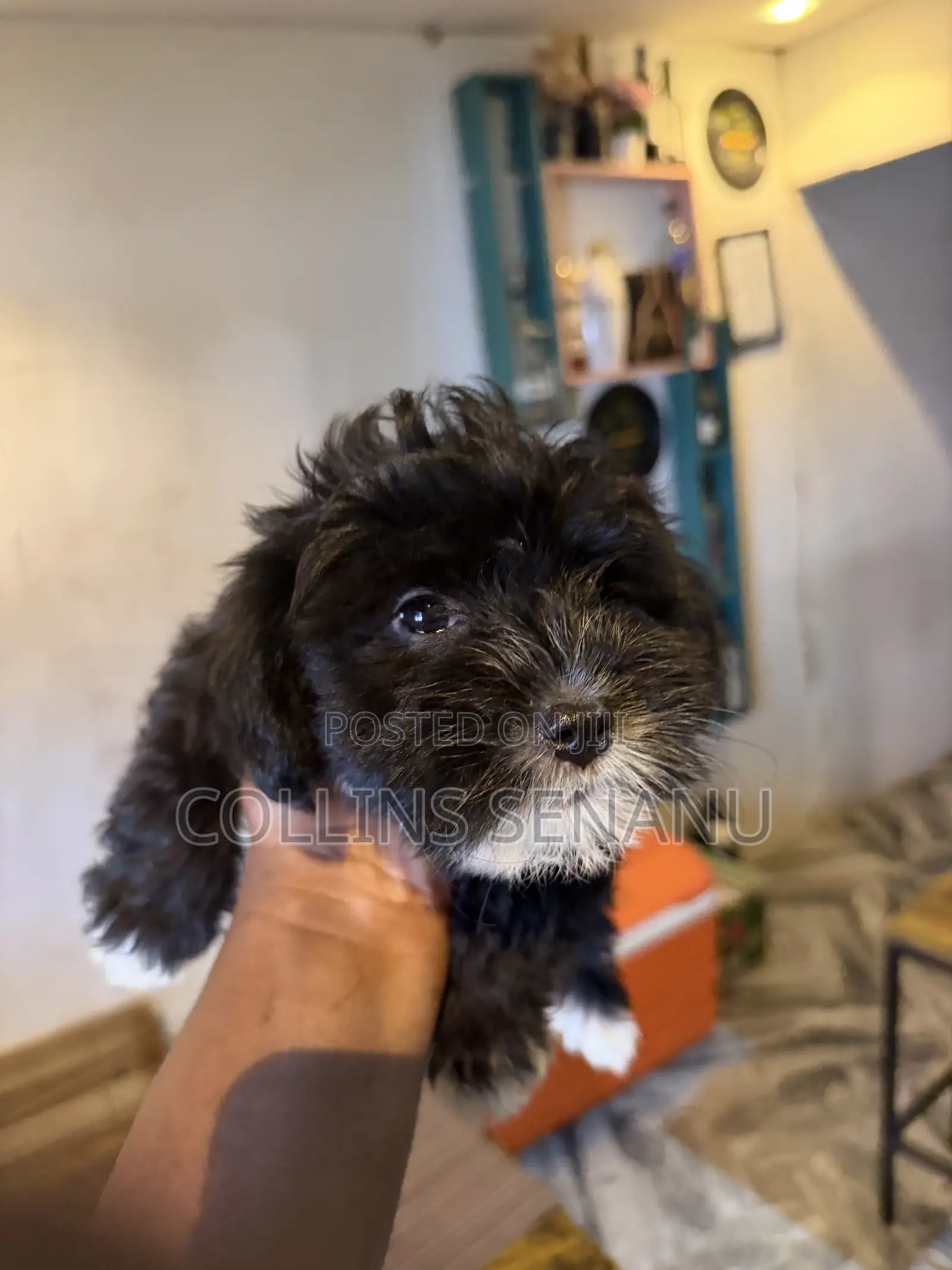 1-3 months Male Mixed Breed Poodle