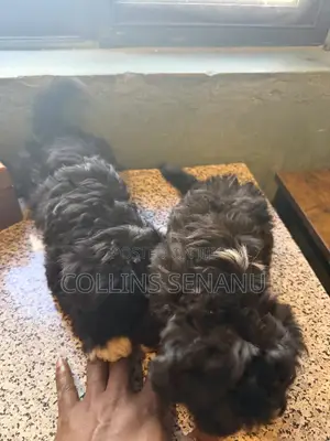 1-3 months Male Mixed Breed Poodle