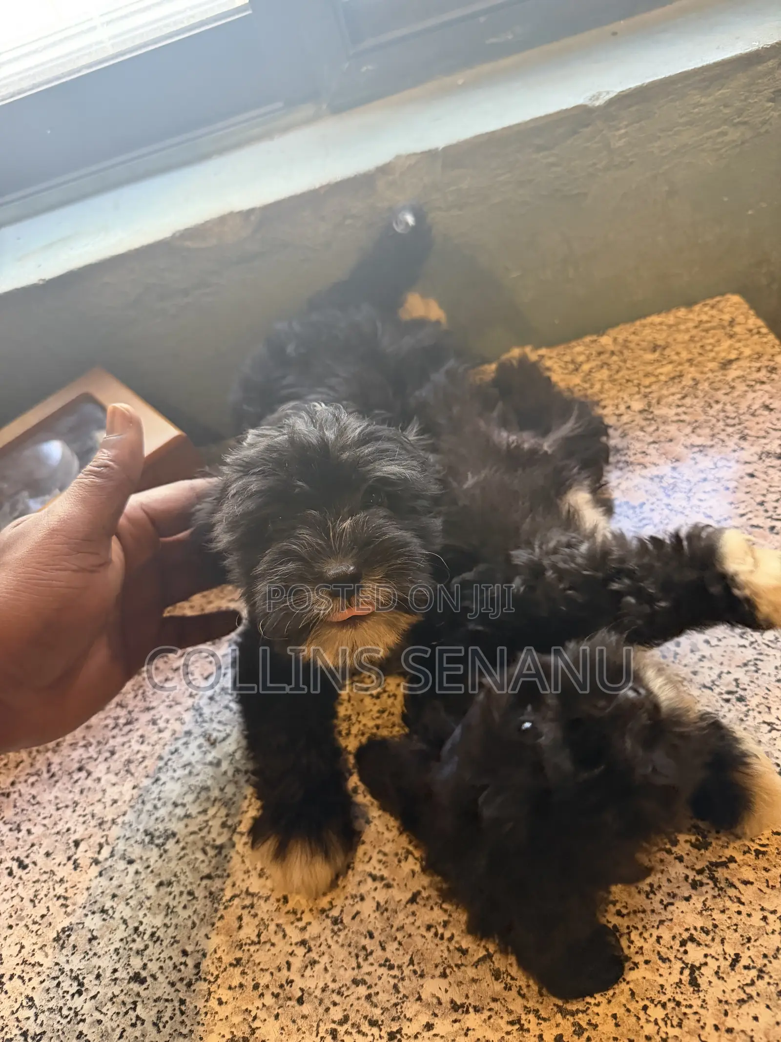 1-3 months Male Mixed Breed Poodle