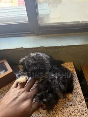 1-3 months Male Mixed Breed Poodle
