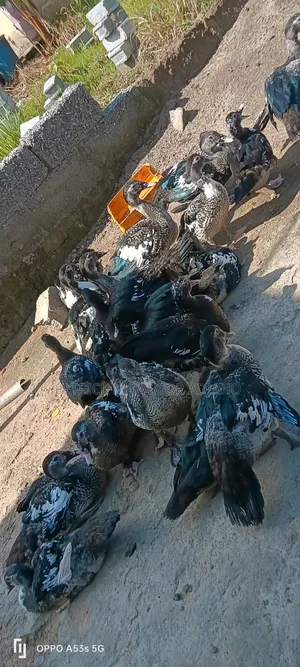 Healthy 3-4 Months-Old Muscovy Ducks for Sale