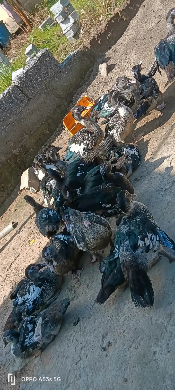 Healthy 3-4 Months-Old Muscovy Ducks for Sale