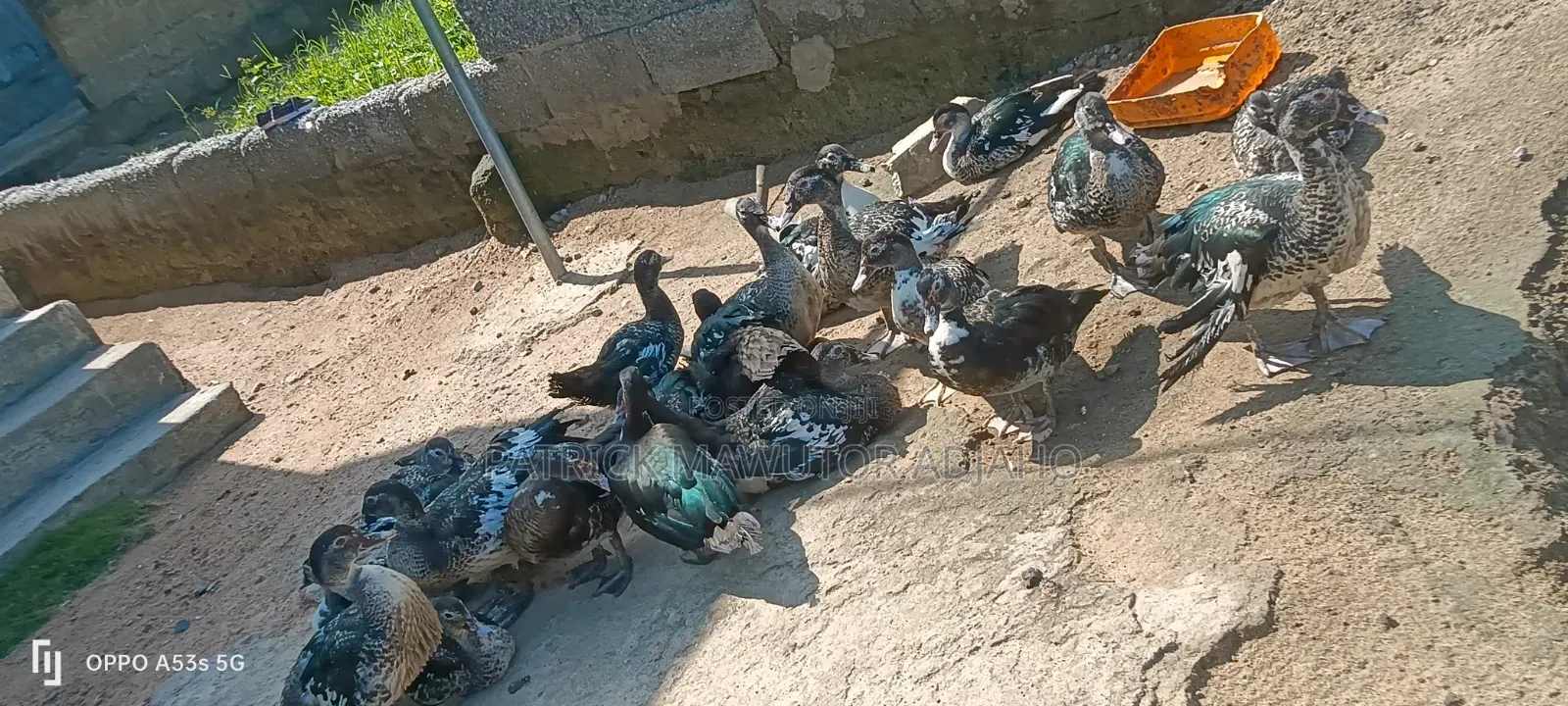 Healthy 3-4 Months-Old Muscovy Ducks for Sale
