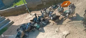 Healthy 3-4 Months-Old Muscovy Ducks for Sale