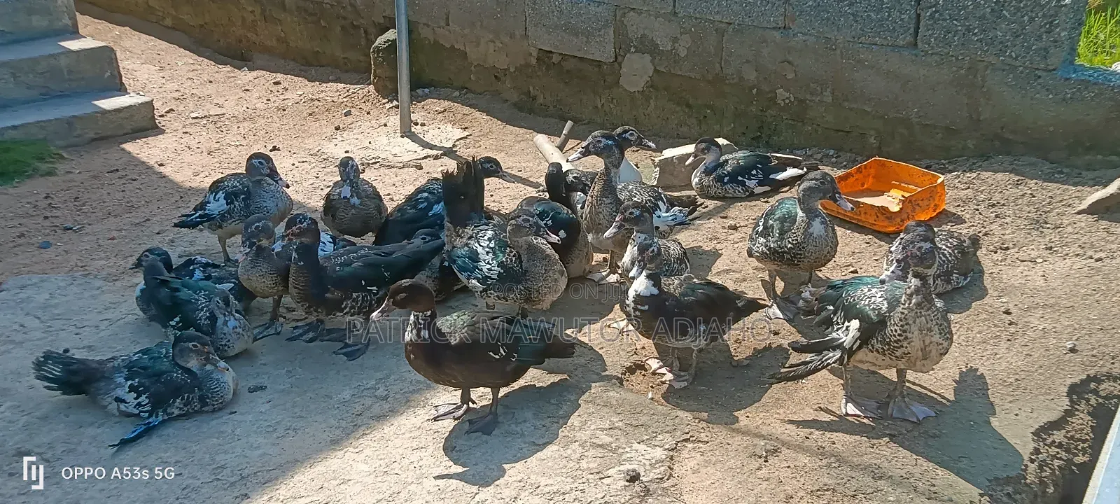 Healthy 3-4 Months-Old Muscovy Ducks for Sale