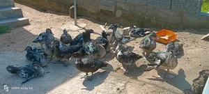 Healthy 3-4 Months-Old Muscovy Ducks for Sale