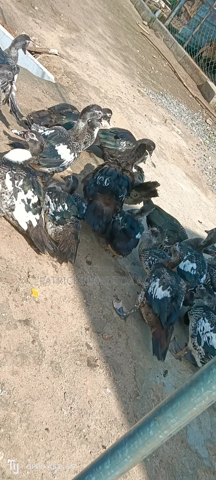 Healthy 3-4 Months-Old Muscovy Ducks for Sale