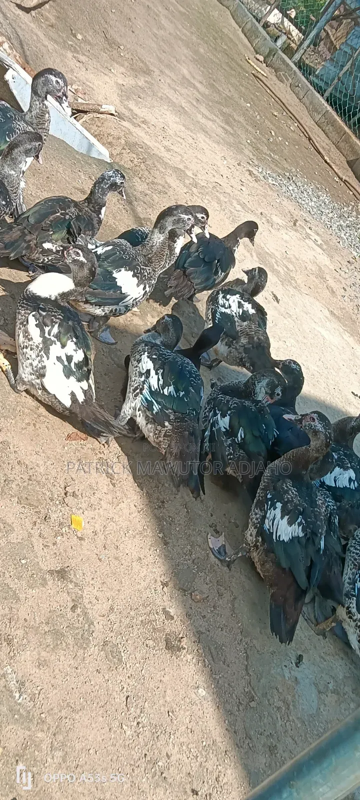 Healthy 3-4 Months-Old Muscovy Ducks for Sale