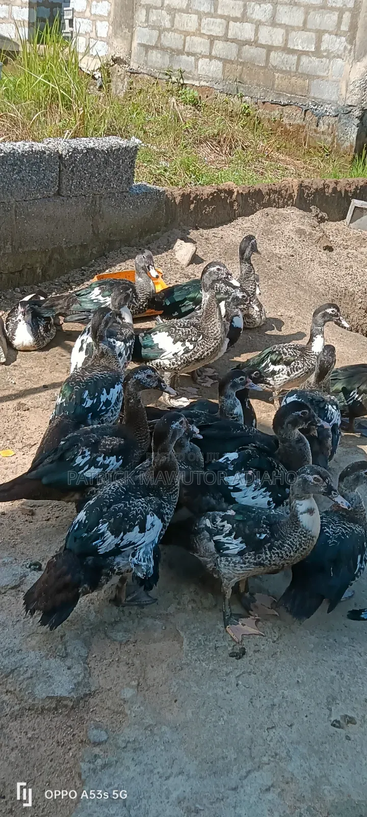 Healthy 3-4 Months-Old Muscovy Ducks for Sale