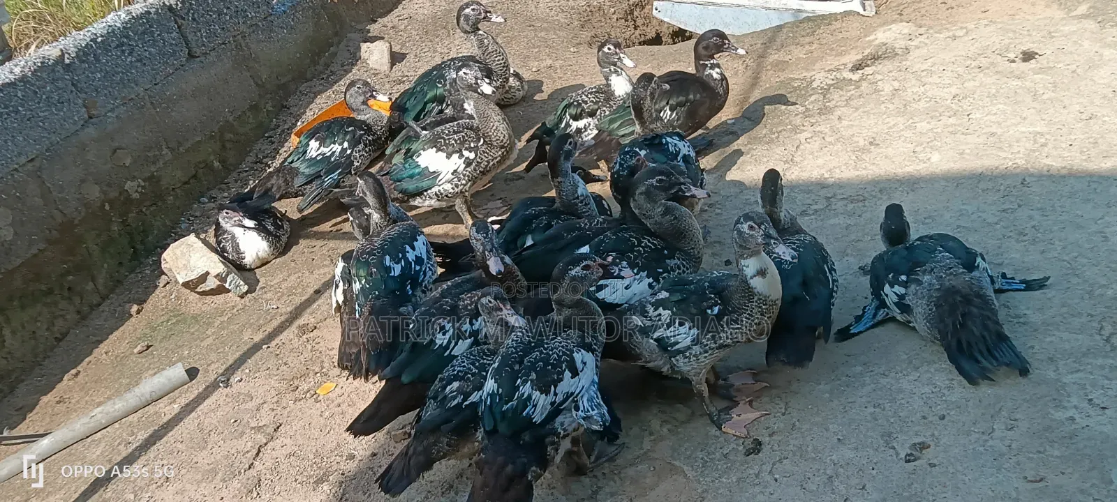 Healthy 3-4 Months-Old Muscovy Ducks for Sale