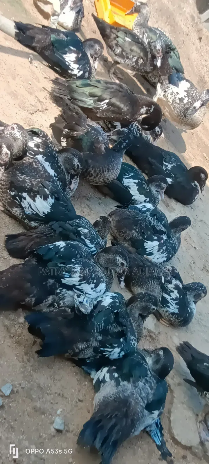 Healthy 3-4 Months-Old Muscovy Ducks for Sale